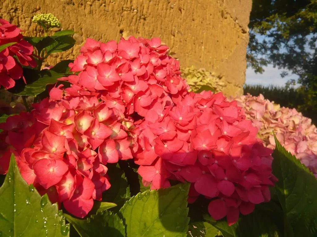 Bed & Breakfast - Maison De Marie Messimy-sur-Saone Франция
